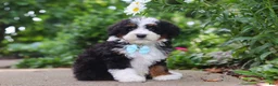 Mini Bernedoodle dogs for sale: Blake - Ad 4