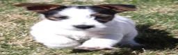 Jack Russell Terrier dogs for sale: Warren shorty male with wide white blaze - Ad 1