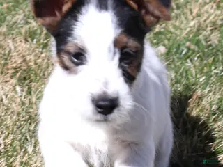Jack Russell Terrier dogs Warren shorty male with wide white blaze - Ad 7