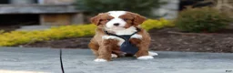 Cavapoo dogs for sale: Bruno - Ad 7
