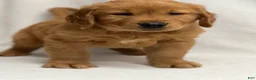 Golden Retriever dogs for sale: Golden Retriever Puppy 2 - Ad 2