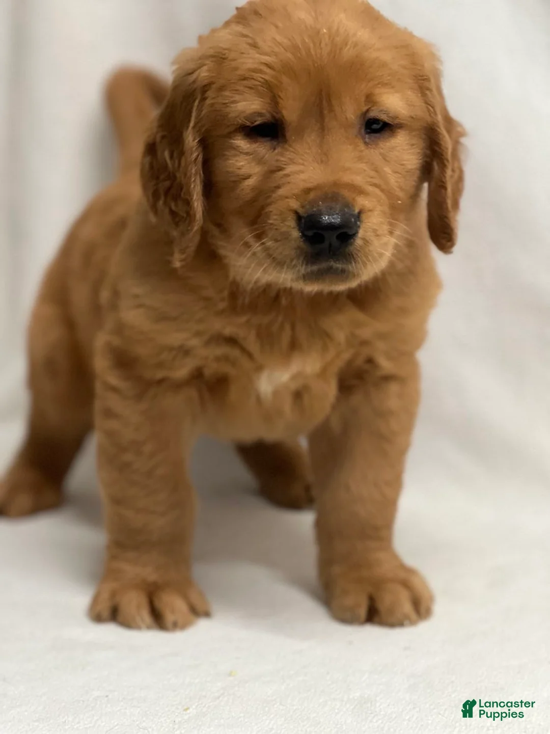 Golden Retriever dogs for sale: Golden Retriever Puppy 2 - Ad 2