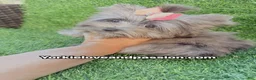 Yorkshire Terrier dogs for sale: Small black Merle female  - Ad 8
