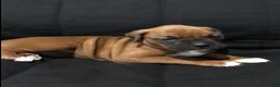 Boxer dogs for sale: Boxer Puppy 1 - Ad 4