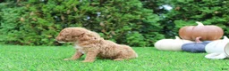 Toy Poodle dogs for sale: AKC Ezra(tiny) - Ad 3