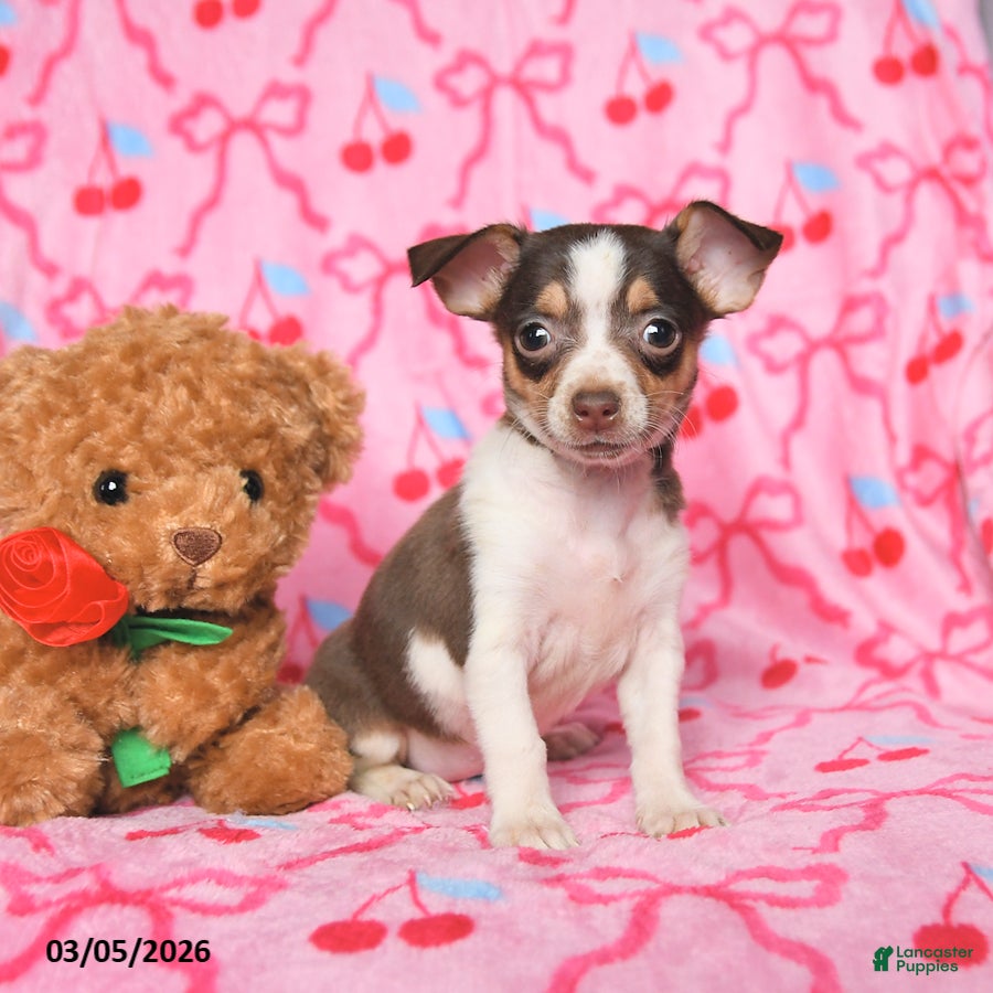 Chihuahua dogs Candy - Ad 1