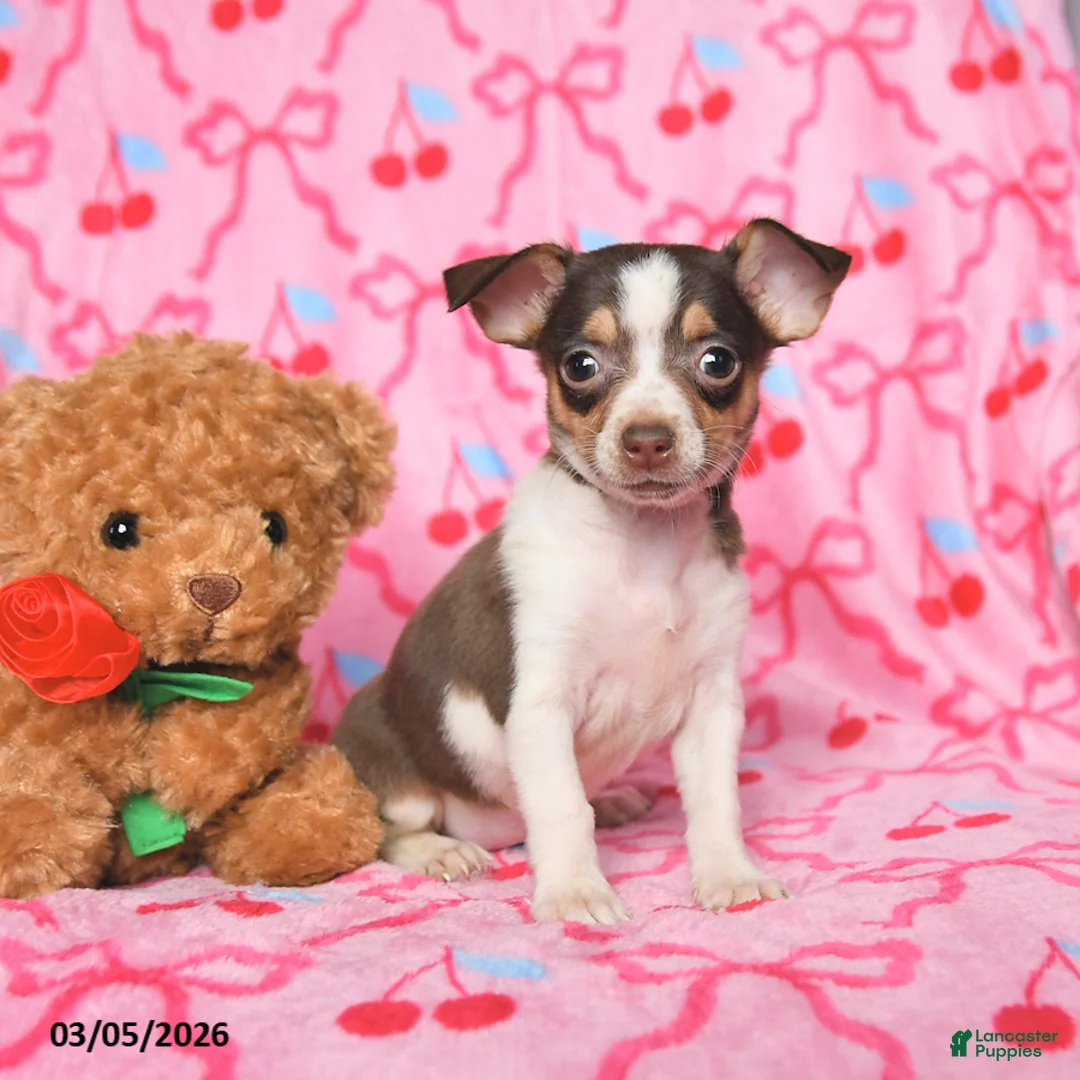 Chihuahua dogs for sale: Candy - Ad 1