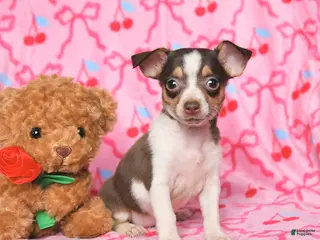 Chihuahua dogs for sale: Candy - Ad 2