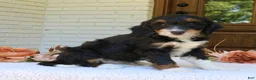 Mini Bernedoodle dogs for sale: Macy  - Ad 4