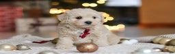 Maltipoo dogs for sale: Kevin - Ad 7