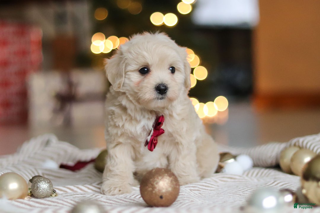 Maltipoo dogs for sale: Kevin - Ad 7