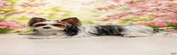 Biewer Terrier dogs for sale: Megan  - Ad 8