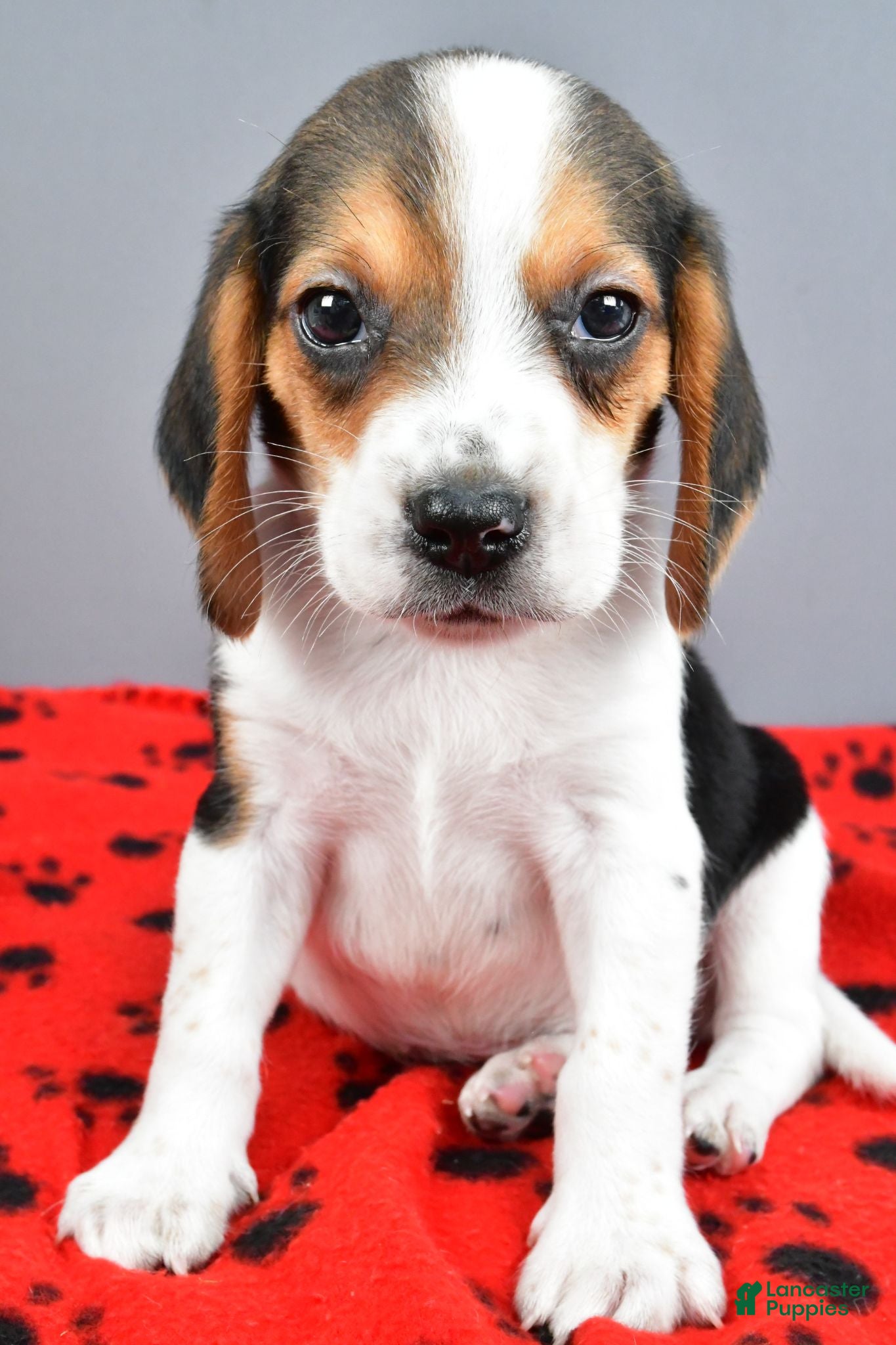 Beagle dogs Daryl - Ad 2