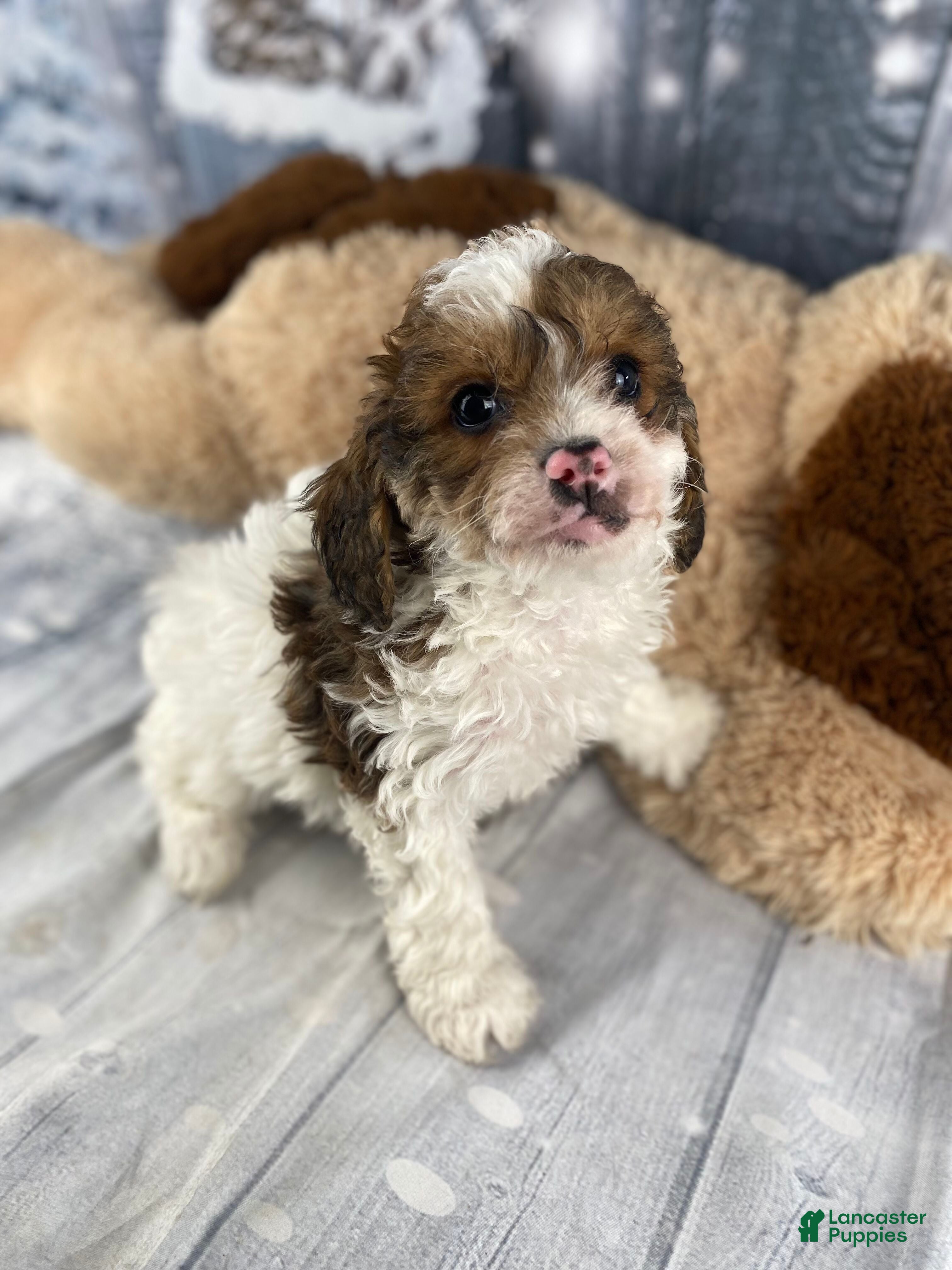 Cavapoo dogs Ranger - Ad 2