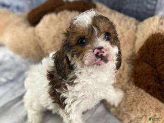 Cavapoo dogs Ranger - Ad 24