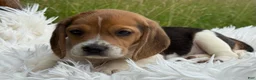 Beagle dogs for sale: Addie - Ad 6