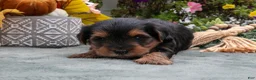 Yorkiepoo dogs for sale: Rex - Ad 3
