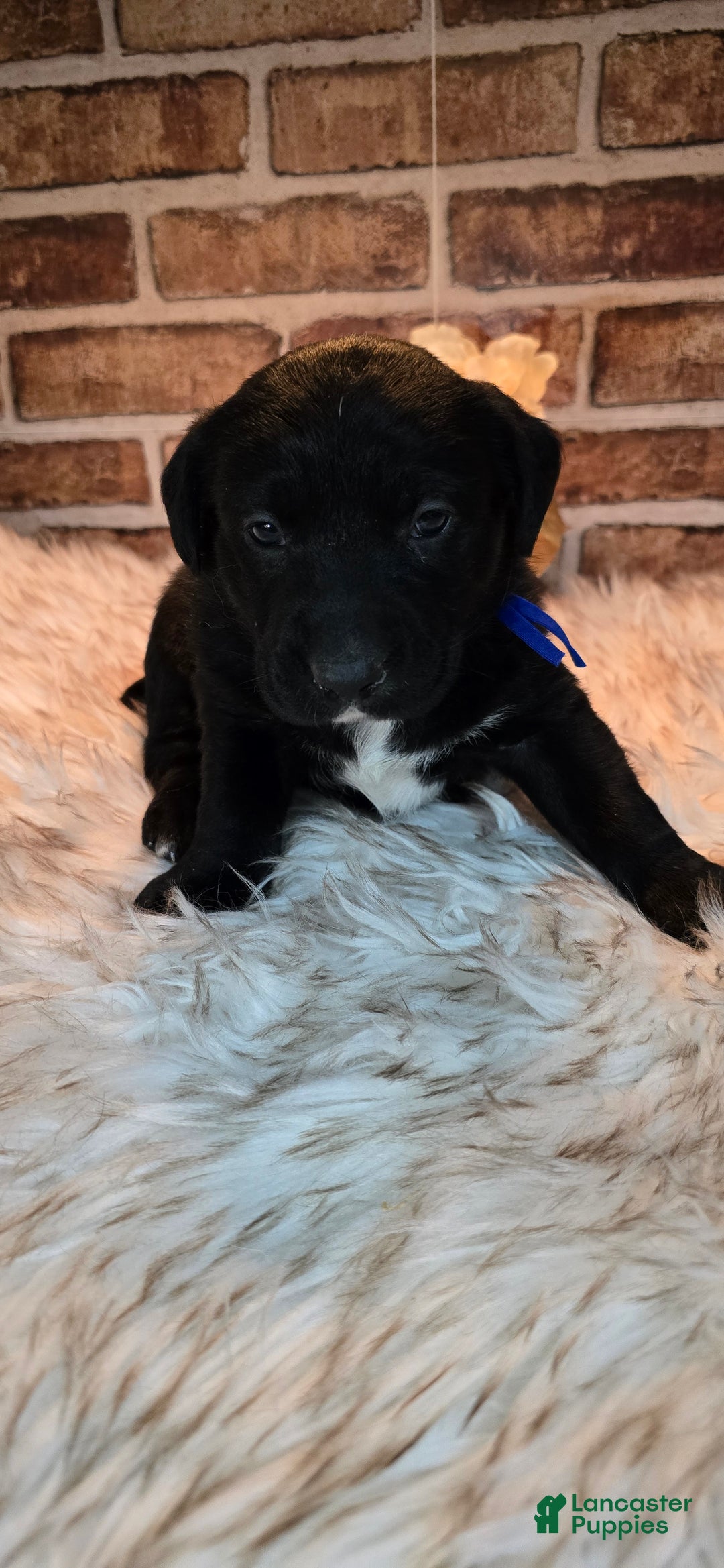 Mixed Breed dogs for sale: Cooper - Ad 1