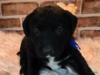 Mixed Breed dogs Cooper - Ad 9