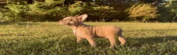 French Bulldog dogs for sale: French Bulldog 3 - Ad 3
