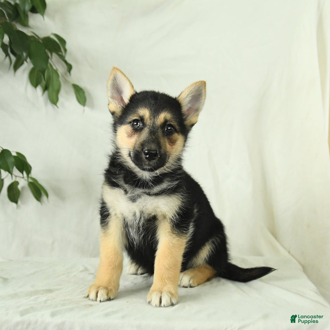 Gerberian Shepsky dogs for sale: Mandy - Ad 4