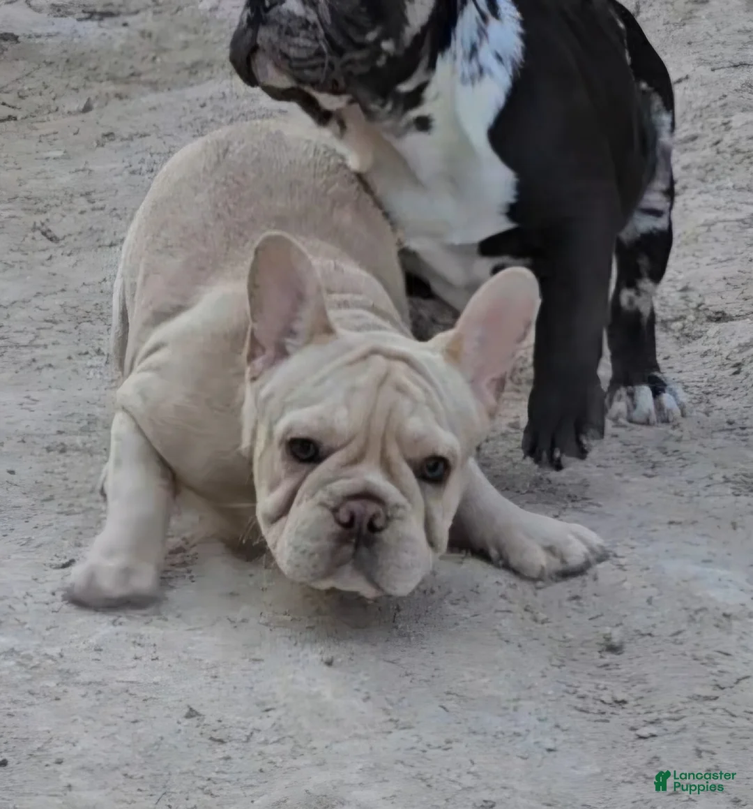 French Bulldog dogs for sale: French Bulldog Puppy 2 - Ad 5