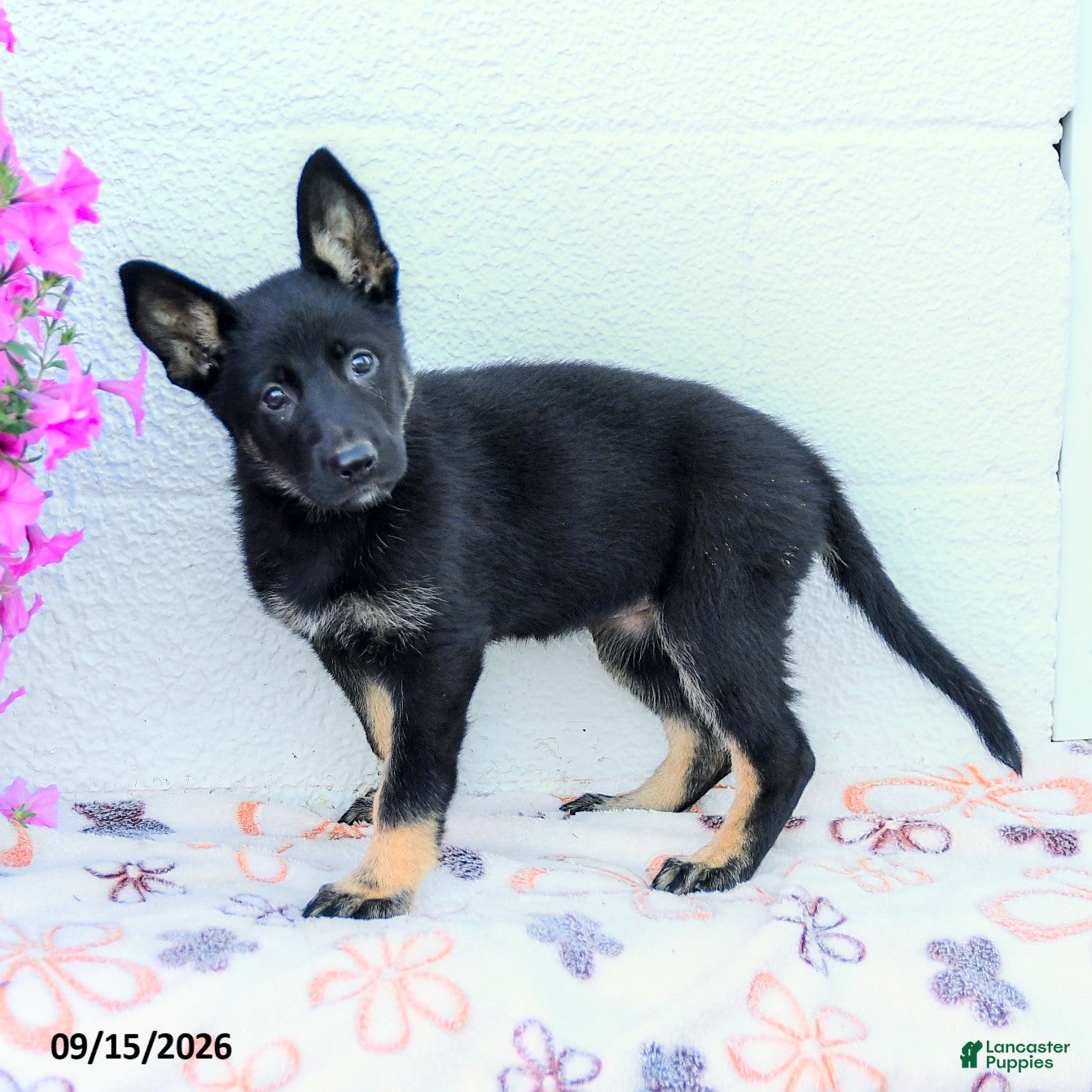 German Shepherd dogs Aria - Ad 1