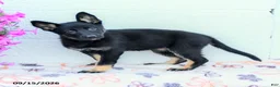 German Shepherd dogs for sale: Aria - Ad 1