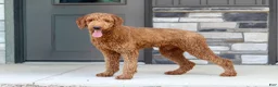 Standard Poodle dogs for sale: Janelle AKC - Ad 7