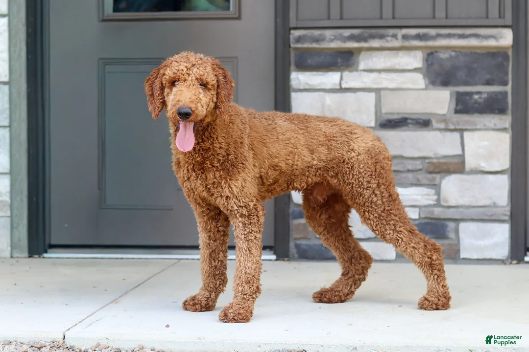 Standard Poodle dogs for sale: Lily AKC - Ad 7