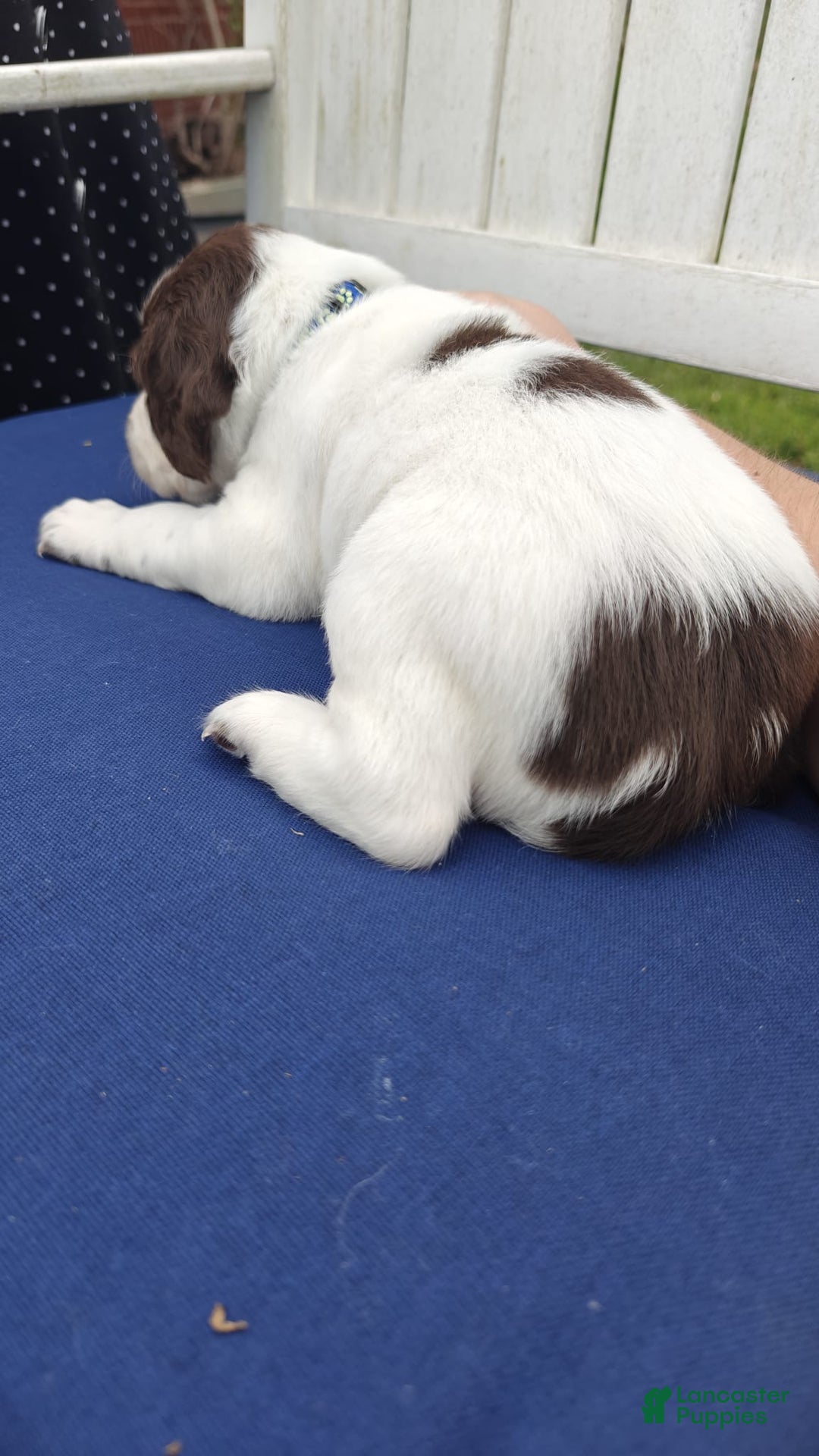 English Springer Spaniel dogs for sale: English Springer Spaniel Puppy 1 - Ad 2