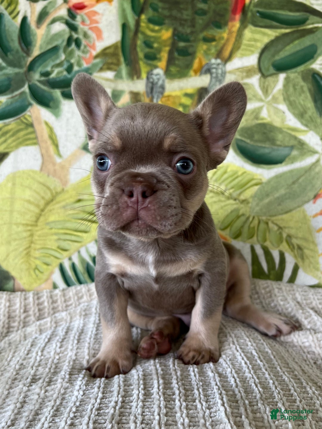 French Bulldog dogs for sale: Ollie Akc - Ad 7