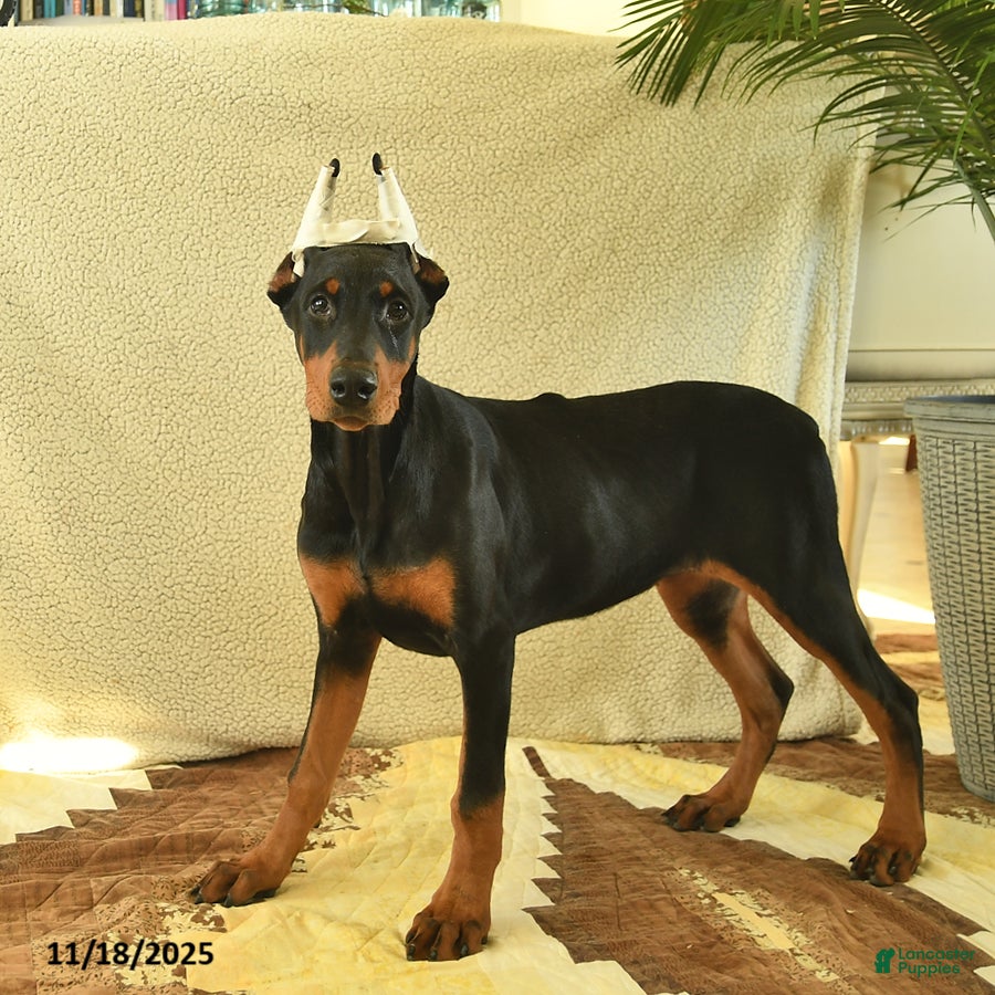 Doberman Pinscher dogs Flora   - Ad 34