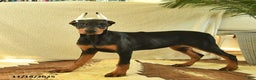 Doberman Pinscher dogs for sale: Flora   - Ad 1