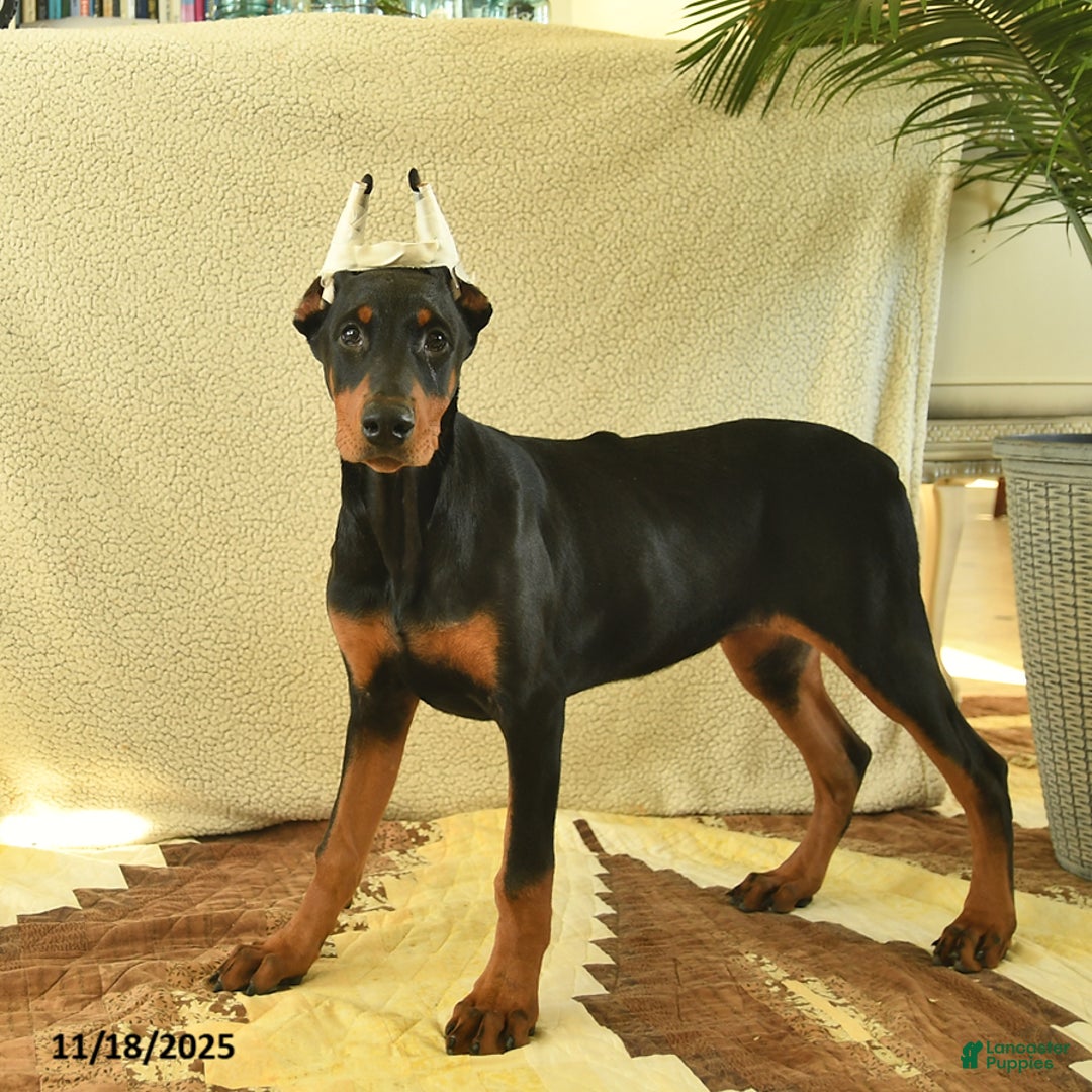 Doberman Pinscher dogs for sale: Flora   - Ad 1