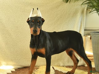 Doberman Pinscher dogs Flora - Ad 27