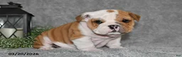 English Bulldog dogs for sale: Zakai - Ad 4