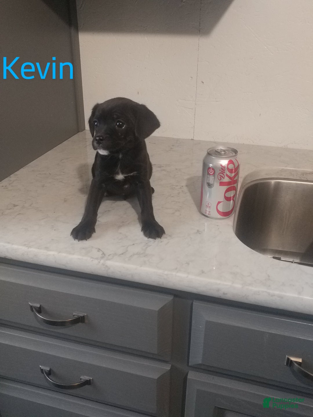 Mixed Breed dogs for sale: Kevin - Ad 2