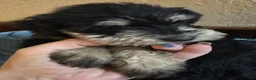 Miniature Schnauzer dogs for sale: Girl Pink - Ad 2