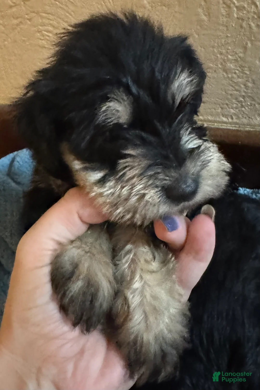 Miniature Schnauzer dogs for sale: Girl Pink - Ad 2