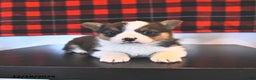 Welsh Corgi Pembroke dogs for sale: Grant  - Ad 4