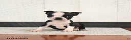 Boston Terrier dogs for sale: Parker - Ad 2