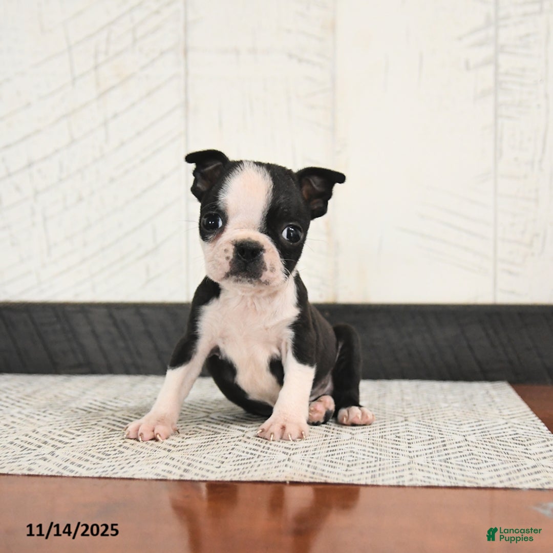 Boston Terrier dogs for sale: Parker - Ad 2