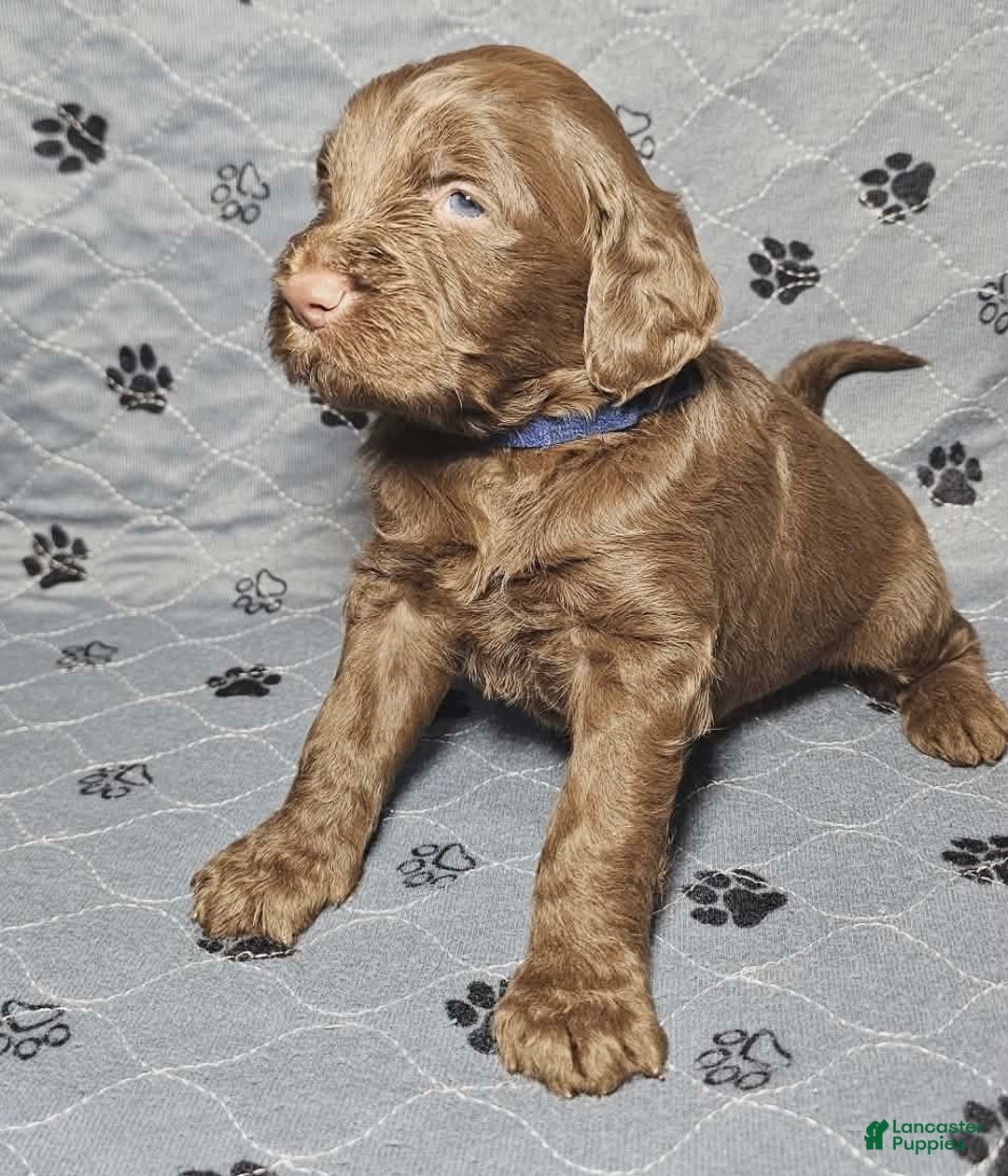 Goldendoodle dogs for sale: Hazelnut  - Ad 3