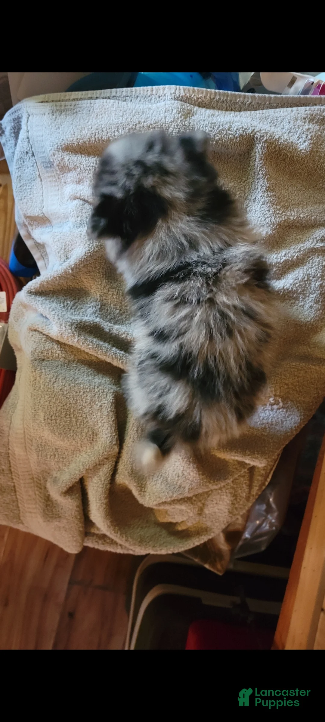 Pomeranian dogs for sale: Sis - Ad 3