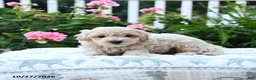 Maltipoo dogs for sale: Charlie - Ad 3