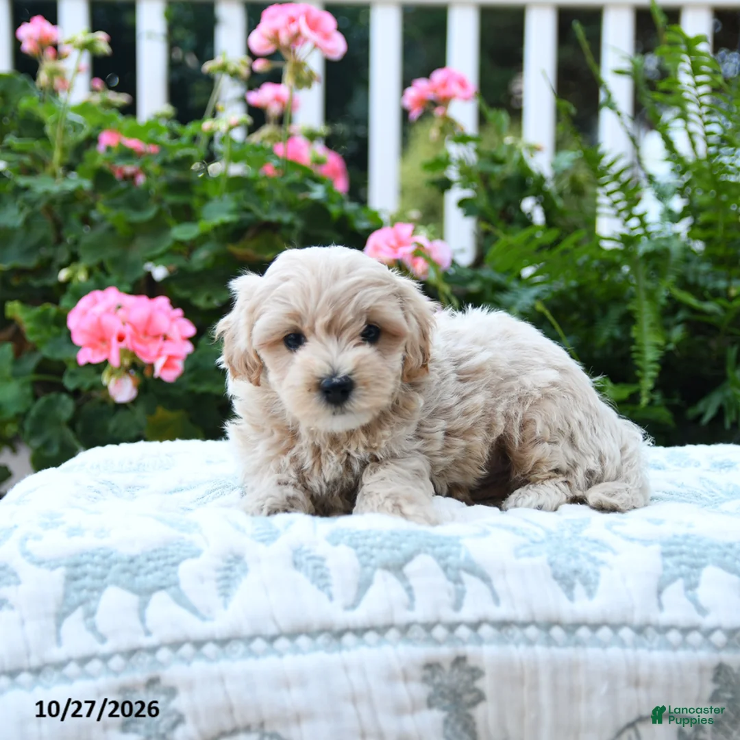 Maltipoo dogs for sale: Charlie - Ad 3