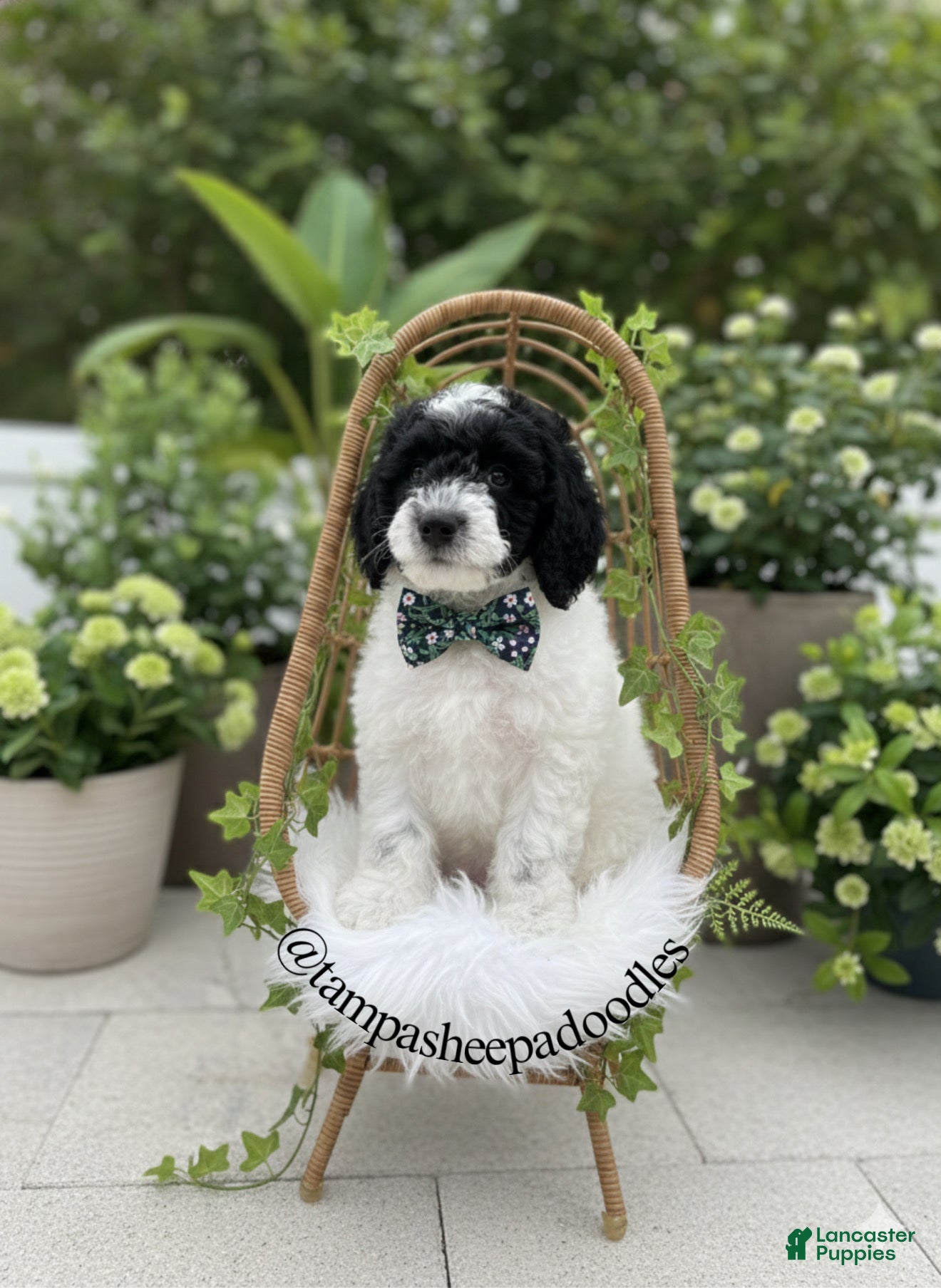 Mini Sheepadoodle dogs Dark green-Noir - Ad 2