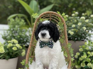 Mini Sheepadoodle dogs Dark green-Noir - Ad 2