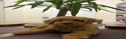 Toy Poodle dogs for sale: Robby - Ad 2